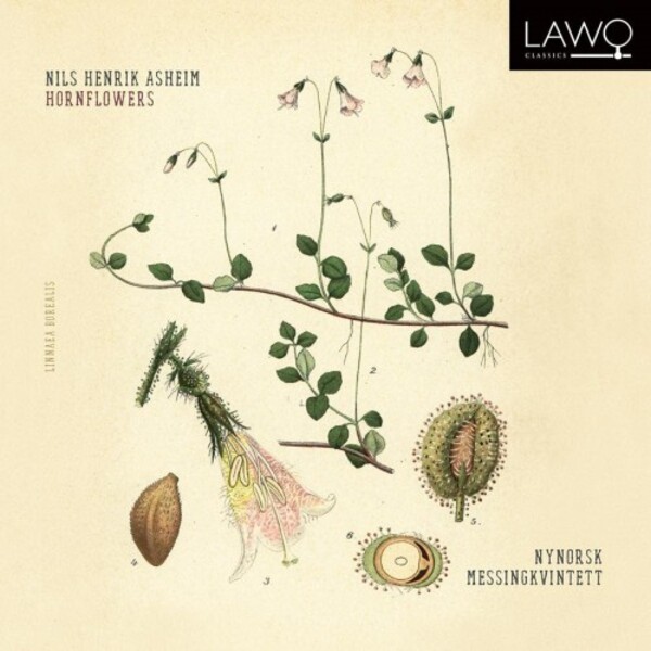 Asheim - Hornflowers